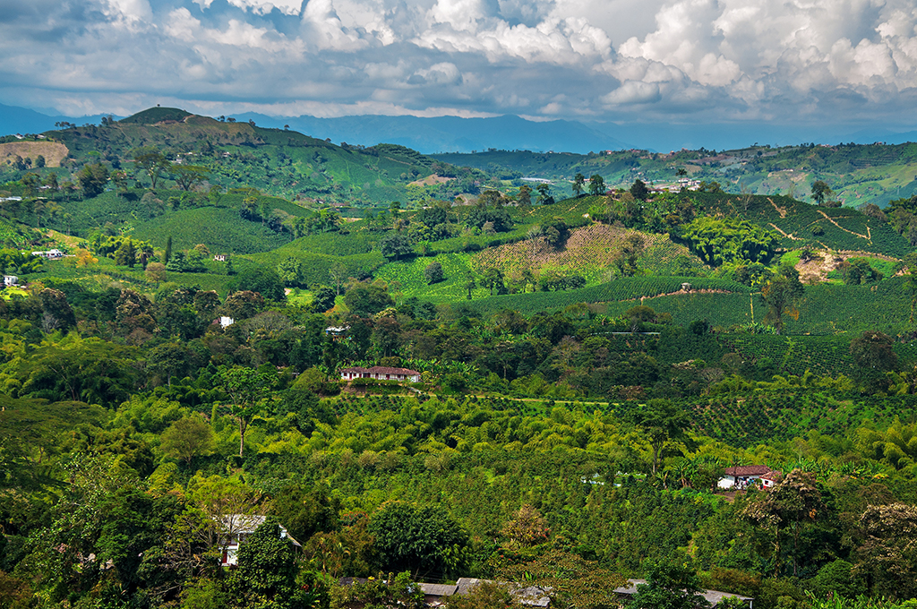 paisaje_cafetero_6.jpg
