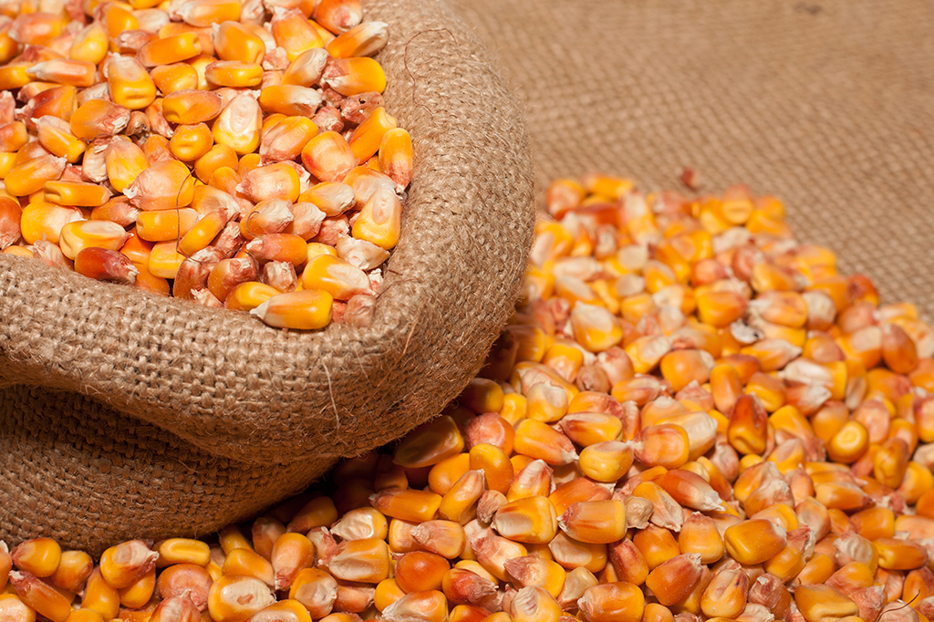 maiz_4.jpg