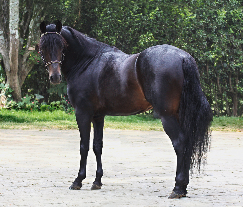caballito_2.png
