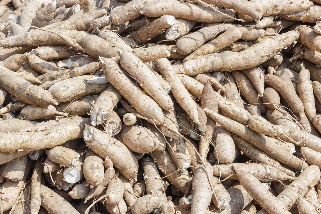 yuca.jpg