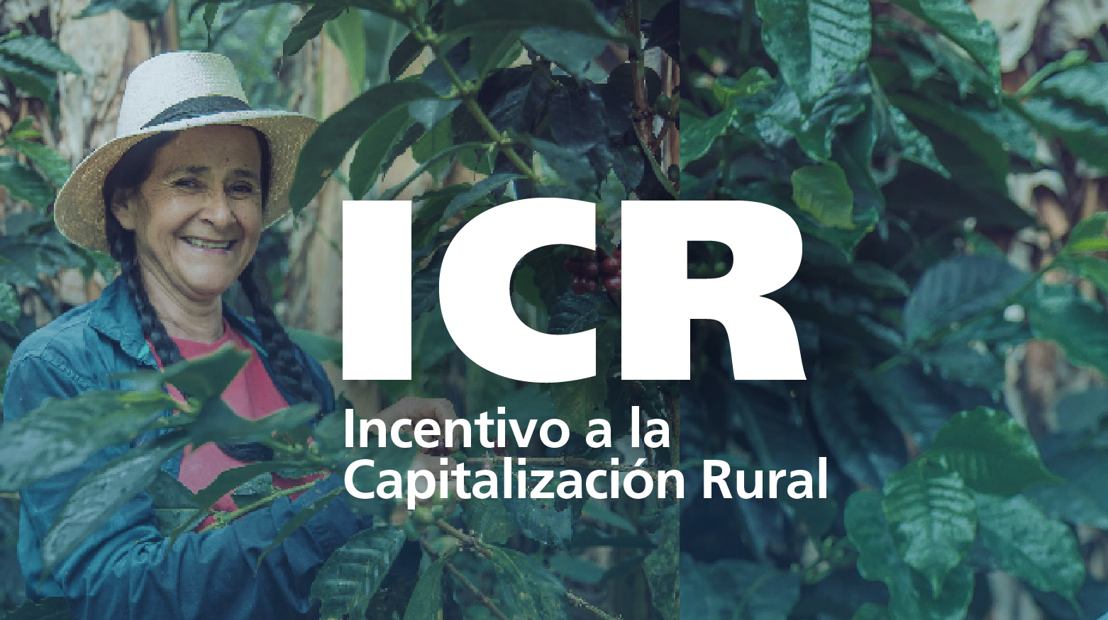 Incentivo a la Capitalización Rural