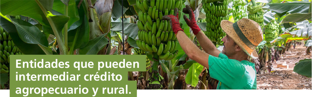 Intermediarios Financieros