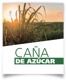 Ficha caña de azúcar