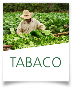 Ficha Tabaco