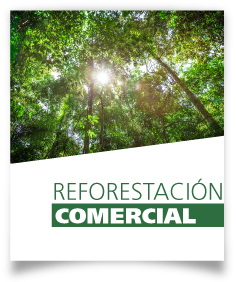 Ficha Reforestación comercial
