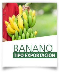 Ficha Banano tipo exportación