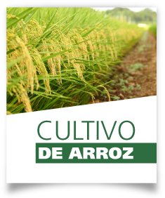 Ficha Cultivo de arroz