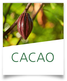Ficha Cacao
