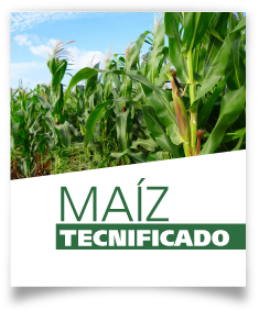 Ficha Maíz tecnificado