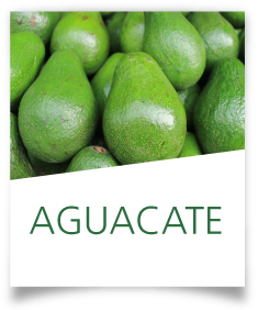 Ficha Aguacate