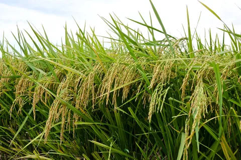 arroz_primer_plano_0.jpg