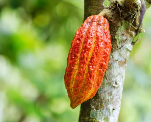 cacao.jpg