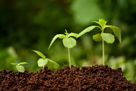 shutterstock_133158968.jpg