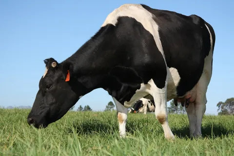 ganado_holstein_2.jpg