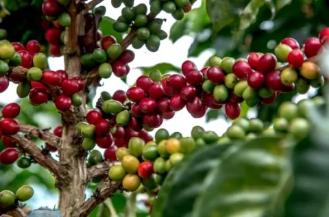 cafe_huila.jpg