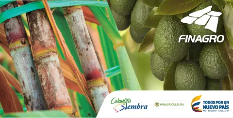 aguacate_cana.jpg