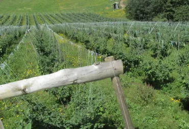 material_vegetal.png
