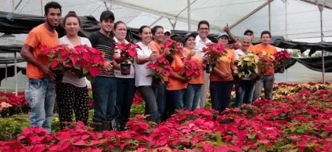 portada-web-poinsettias.jpg