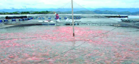 Lima, tilapia, flores y cacao los productos que impulsaron las exportaciones del agro en agosto 2022