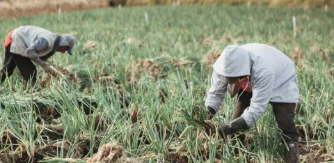 MinAgricultura ampl�a periodo de inscripciones para acceder a reintegro del 20% en compras de insumos agropecuarios