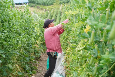MinAgricultura lanza salvavidas a productores afectados por fen�menos clim�ticos o ca�das en sus ingresos para acceder a subsidios a la tasa de inter�s y reactivar proyectos