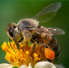 apicultura_mra_miniatura.jpg