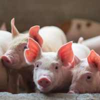 Ceba Porcinos por Contrato