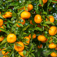 Frutos de Mandarina