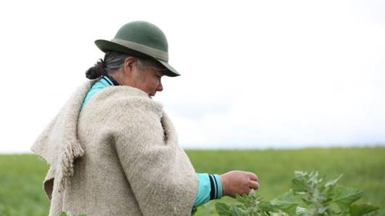 mujer_campesina.jpg