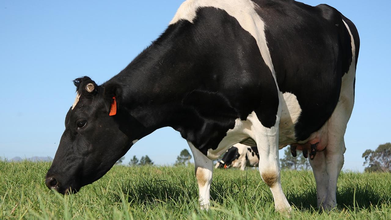 ganado_holstein.jpg