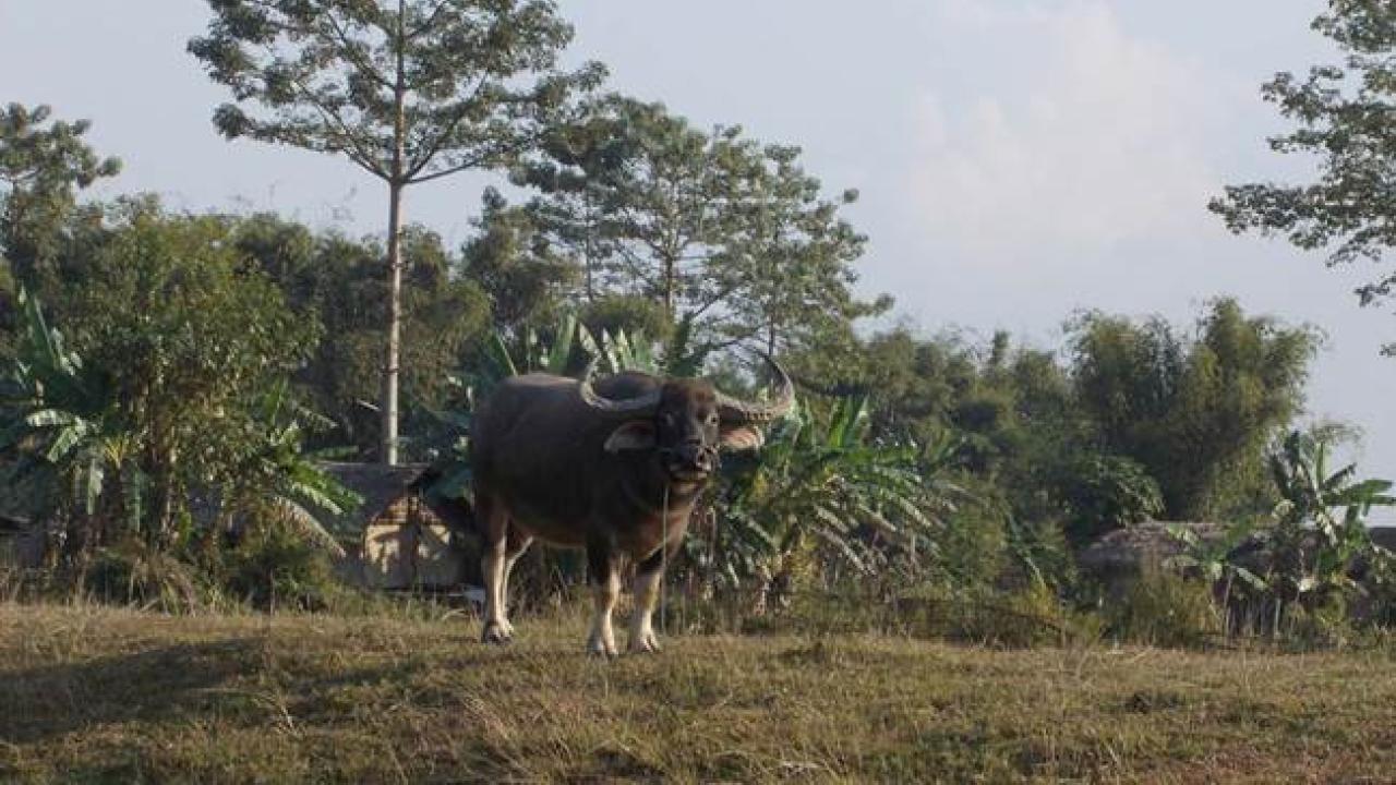 bufalo.jpg