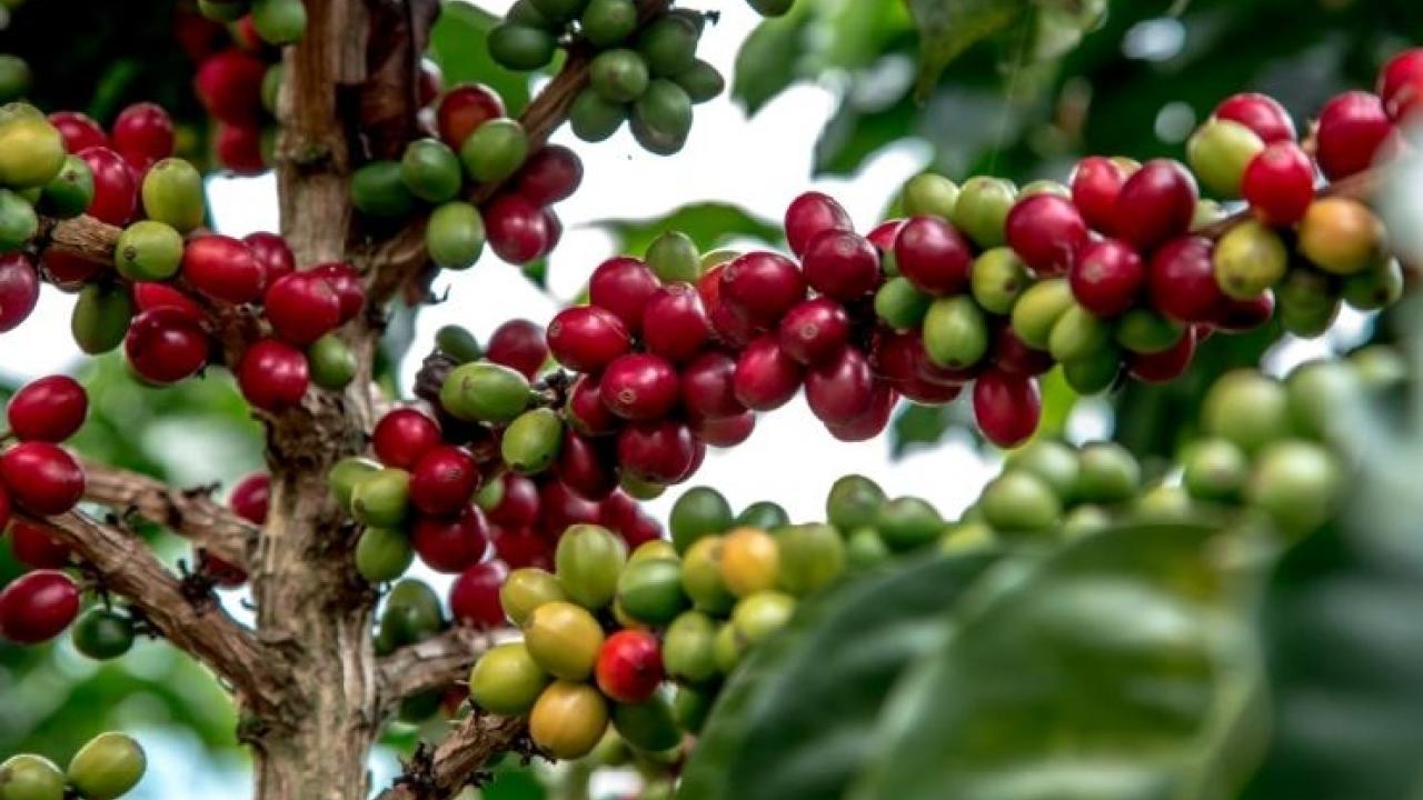 cafe_huila.jpg