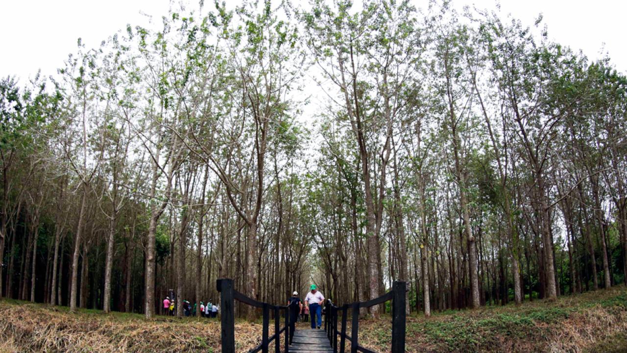 foto-portada-forestales.jpg