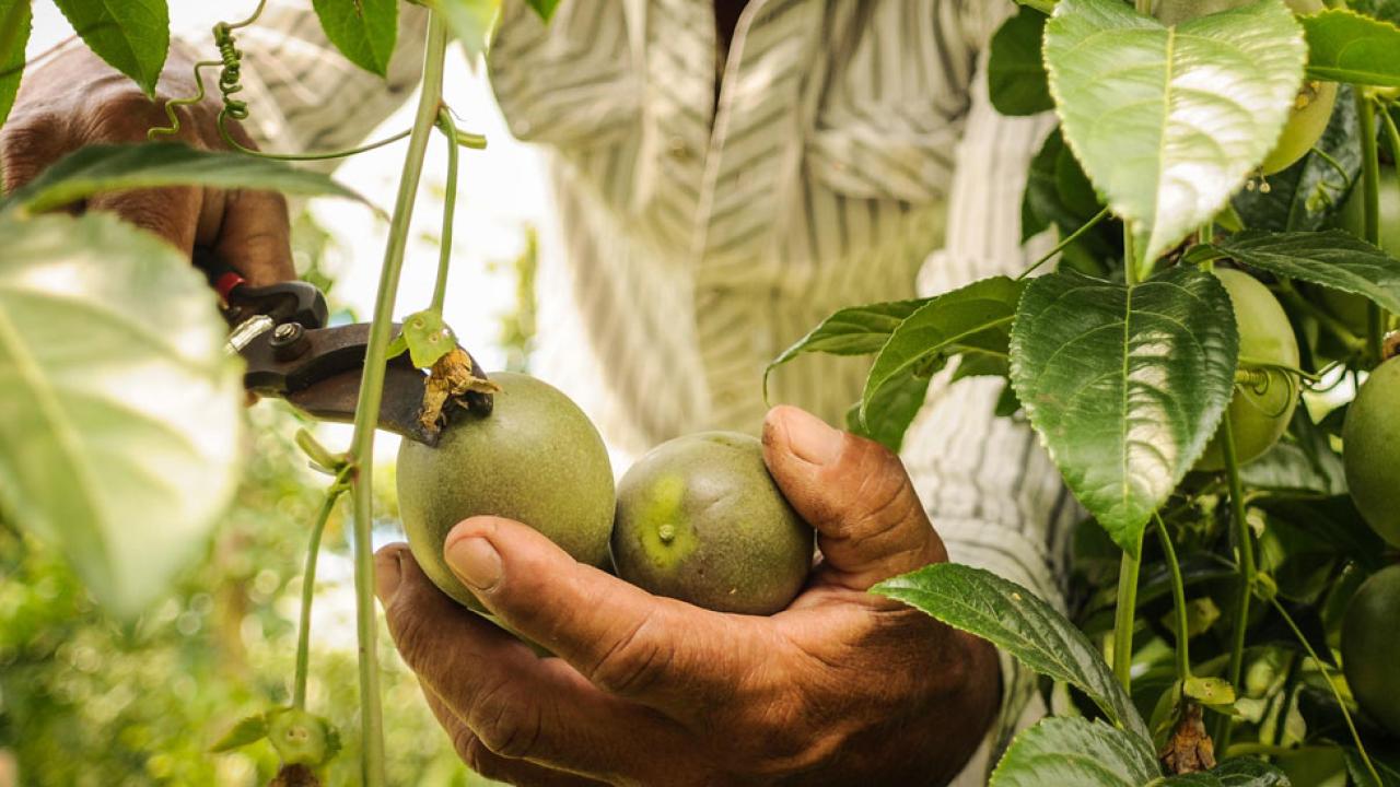 web-proyecto-hortofruticola-minagricultura.jpg