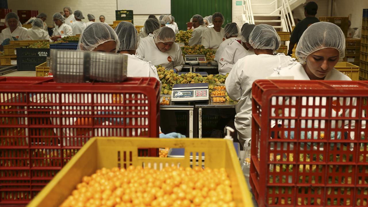 exportaciones_frutas.jpg