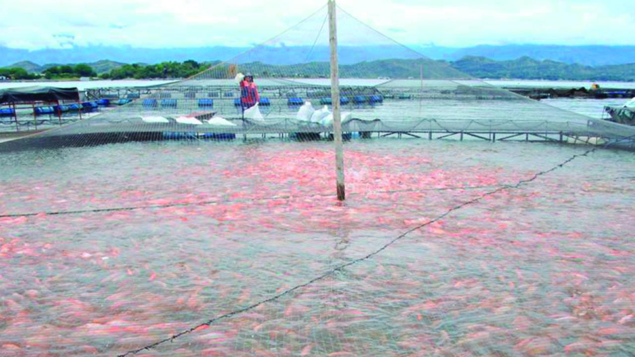 Lima, tilapia, flores y cacao los productos que impulsaron las exportaciones del agro en agosto 2022