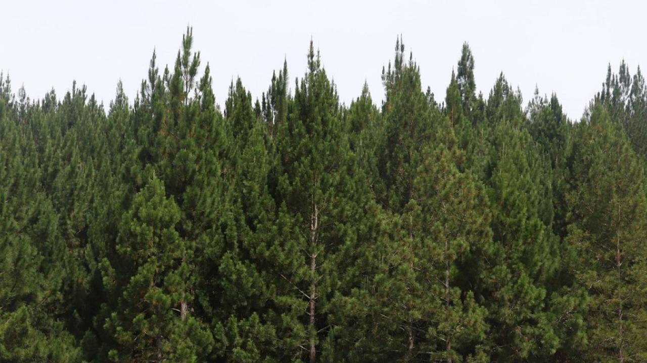 Minagricultura asignar� $20.000 millones para incentivar reforestaci�n comercial y proteger bosques naturales