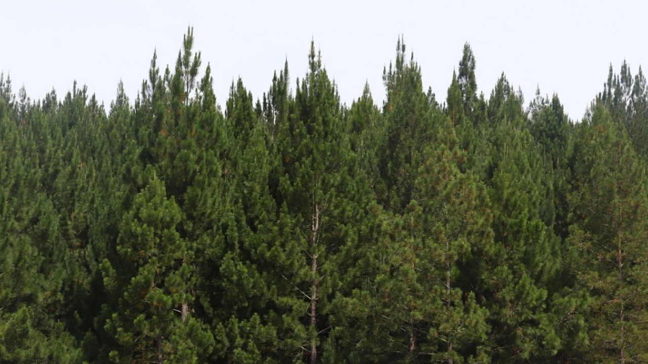 Minagricultura asignará $20.000 millones para incentivar reforestación comercial y proteger bosques naturales