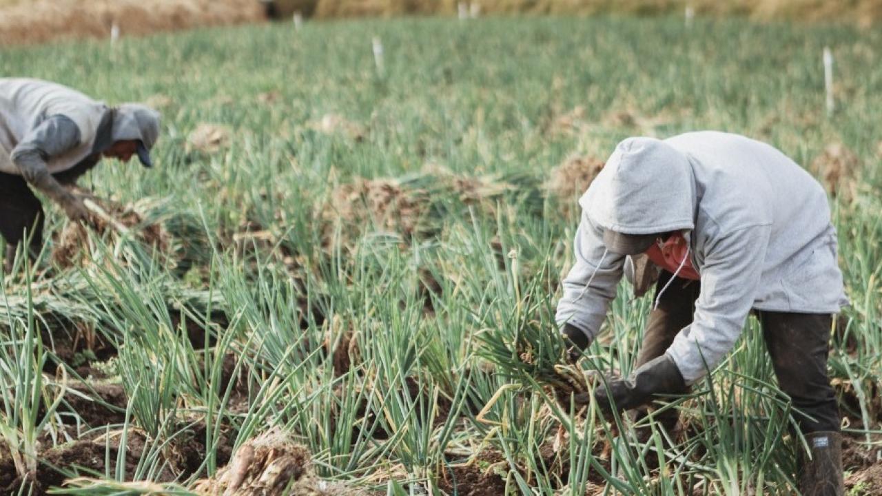 MinAgricultura anuncia reducci�n de tasas de inter�s en l�nea de cr�dito de econom�a popular para productores agropecuarios