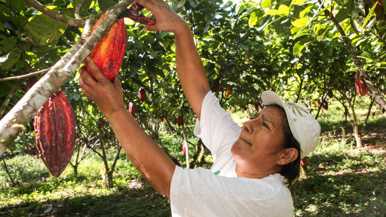 FINAGRO ha desembolsado más de $7,8 billones para financiar la producción de alimentos en Colombia