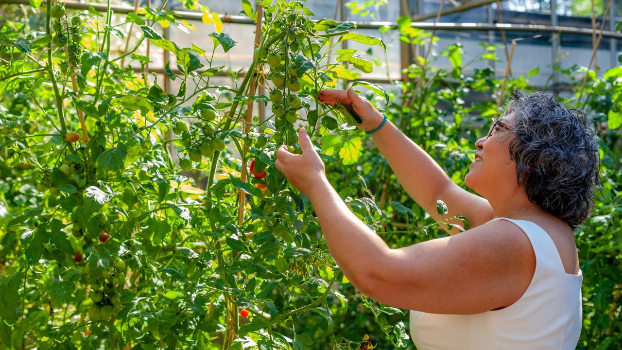Disponibles m�s de $66.000 millones para que campesinos y campesinas aseguren sus cultivos ante los riesgos asociados al fen�meno de La Ni�a
