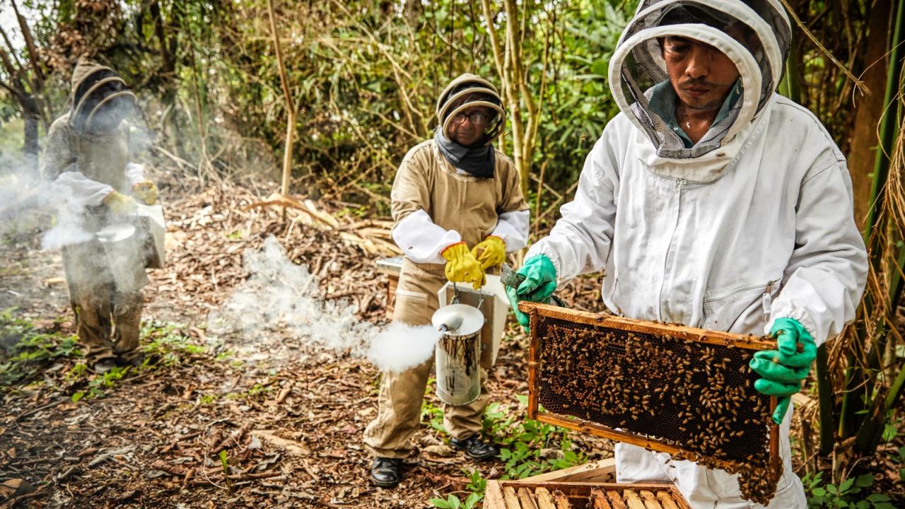 El sector Agricultura avanza con las ayudas a la poblaci�n del Catatumbo