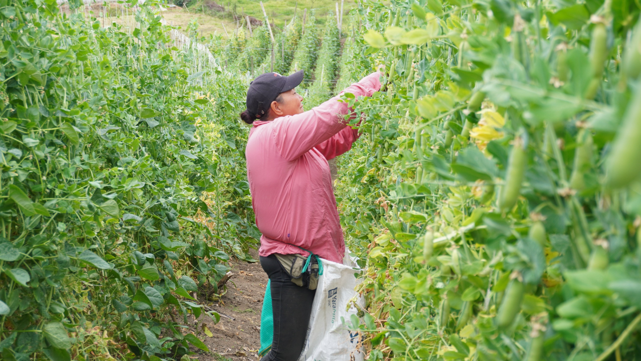 MinAgricultura lanza salvavidas a productores afectados por fenómenos climáticos o caídas en sus ingresos para acceder a subsidios a la tasa de interés y reactivar proyectos