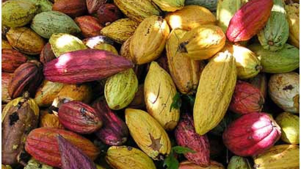 finagro_5_subsidiara_y_financiara_programa_de_renovacion_de_cultivos_de_cacao.jpeg