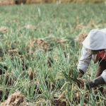 MinAgricultura amplía periodo de inscripciones para acceder a reintegro del 20% en compras de insumos agropecuarios