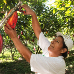 FINAGRO ha desembolsado más de $7,8 billones para financiar la producción de alimentos en Colombia