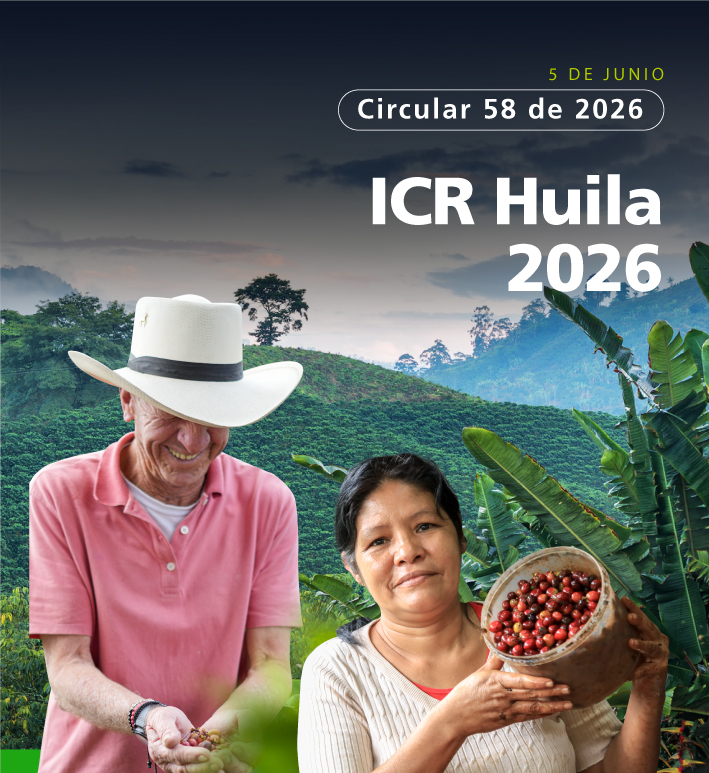 Productores de banano son racimos de su producción.