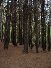 Pinus hondurensis