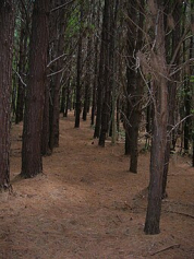 Pinus hondurensis Postes