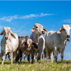 Ganadería doble propósito
